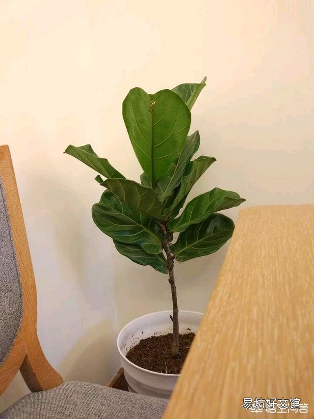 琴叶榕的茎杆太细怎么办?
