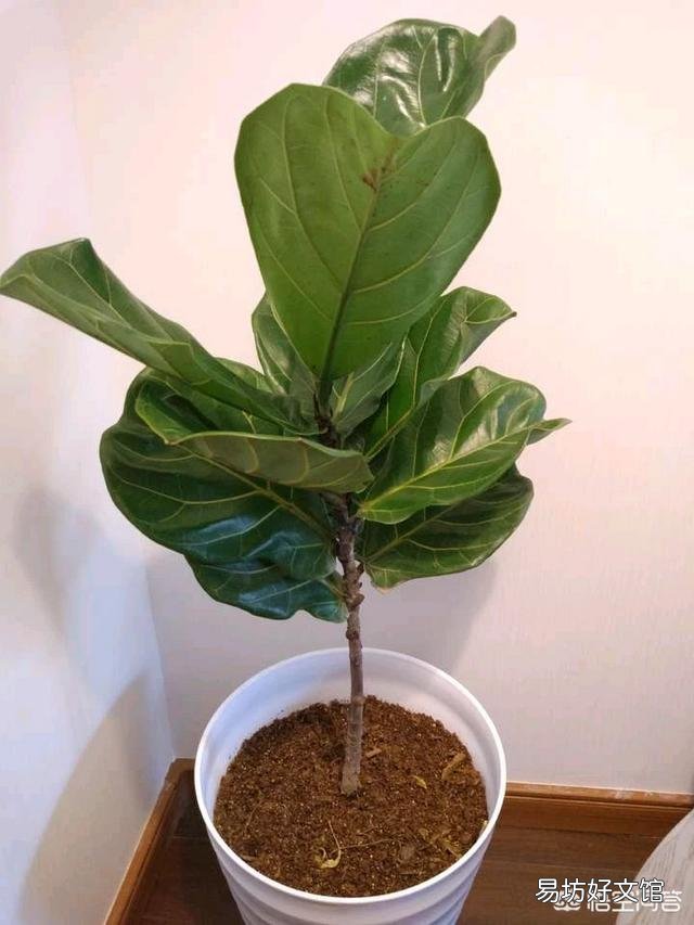 琴叶榕的茎杆太细怎么办?