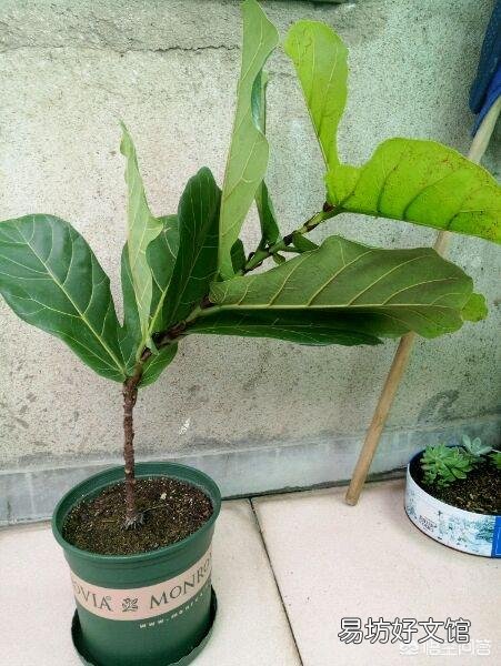 琴叶榕的茎杆太细怎么办?