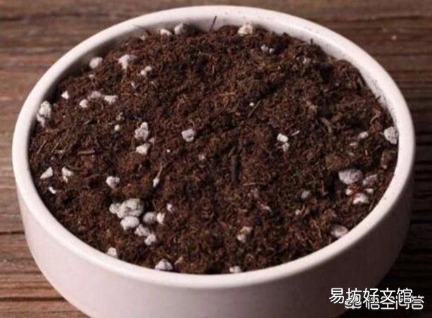 蟹爪兰应该用什么土？日常如何打理？