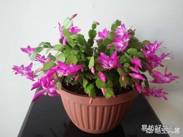 蟹爪兰应该用什么土？日常如何打理？