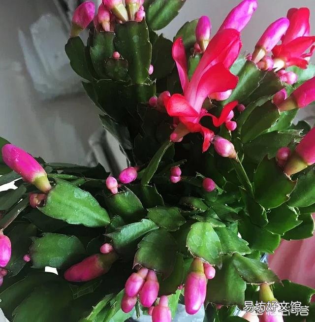 蟹爪兰应该用什么土？日常如何打理？