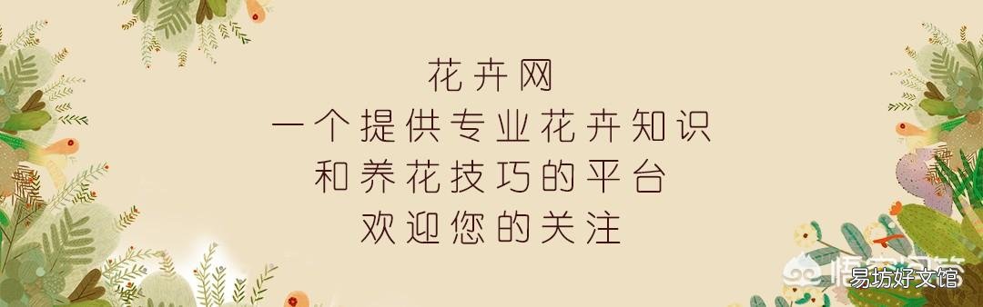 蟹爪兰应该用什么土？日常如何打理？
