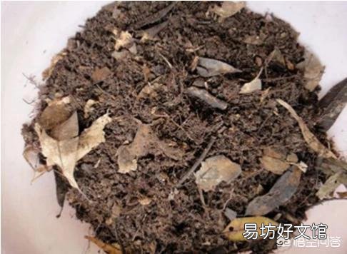 蟹爪兰应该用什么土？日常如何打理？
