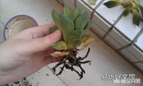 多肉根系腐烂应该怎么办?