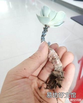 多肉根系腐烂应该怎么办?