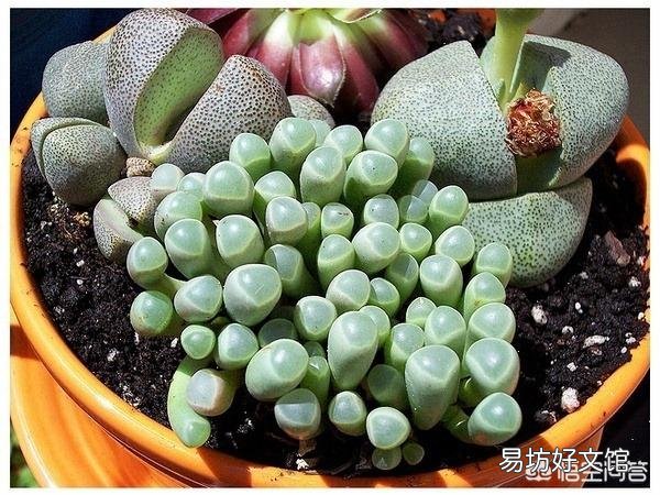 多肉根系腐烂应该怎么办?