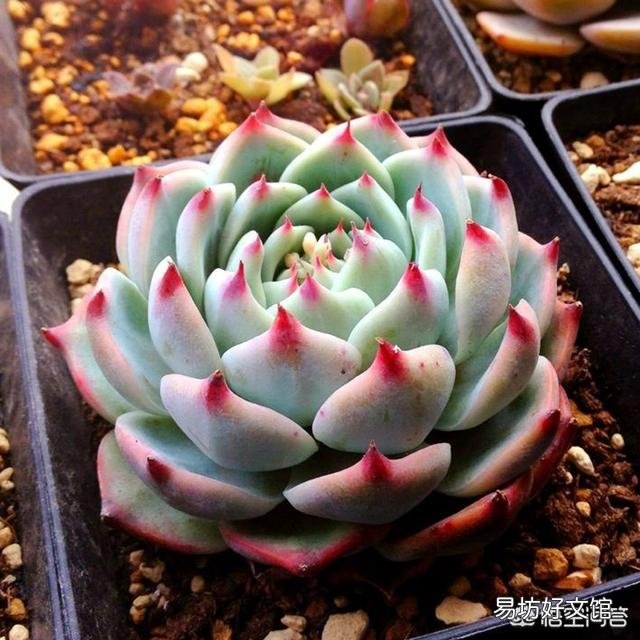 多肉根系腐烂应该怎么办?