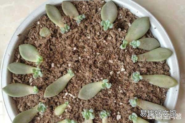 多肉根系腐烂应该怎么办?