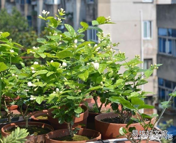 在夏天，茉莉怎么养？