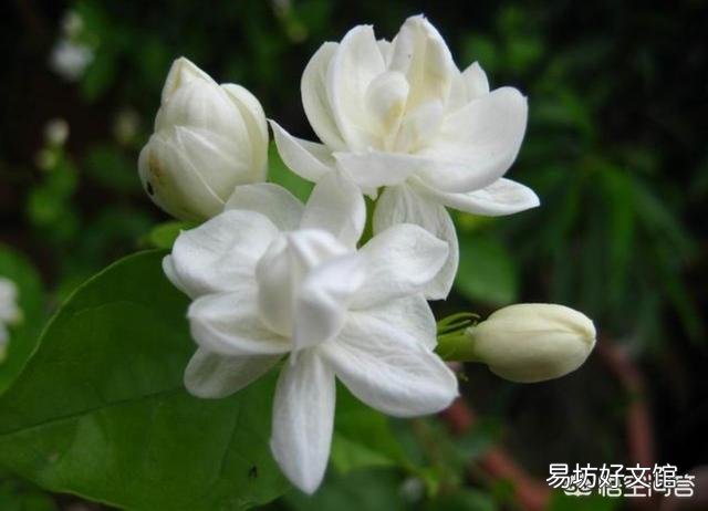 在夏天，茉莉怎么养？