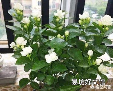 在夏天，茉莉怎么养？