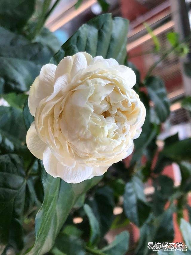 在夏天，茉莉怎么养？