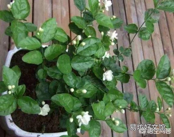 在夏天，茉莉怎么养？