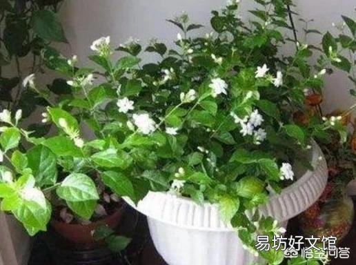 在夏天，茉莉怎么养？