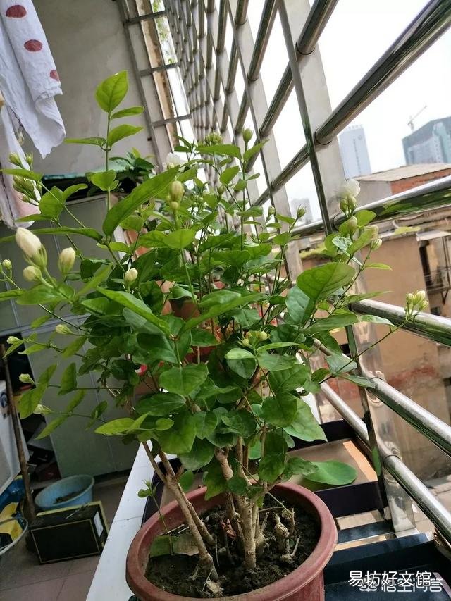 在夏天，茉莉怎么养？