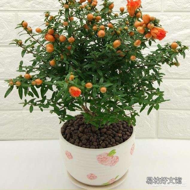 石榴花虽然长出新芽但是新芽的叶末有点黑黑的，这是怎么回事？