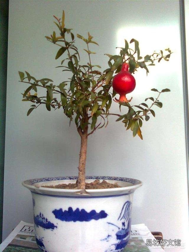 石榴花虽然长出新芽但是新芽的叶末有点黑黑的，这是怎么回事？