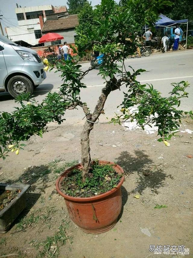 石榴花虽然长出新芽但是新芽的叶末有点黑黑的，这是怎么回事？