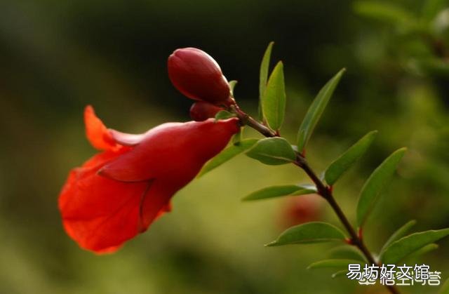 石榴花虽然长出新芽但是新芽的叶末有点黑黑的，这是怎么回事？