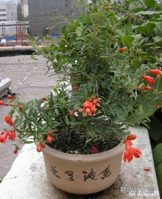 石榴花虽然长出新芽但是新芽的叶末有点黑黑的，这是怎么回事？