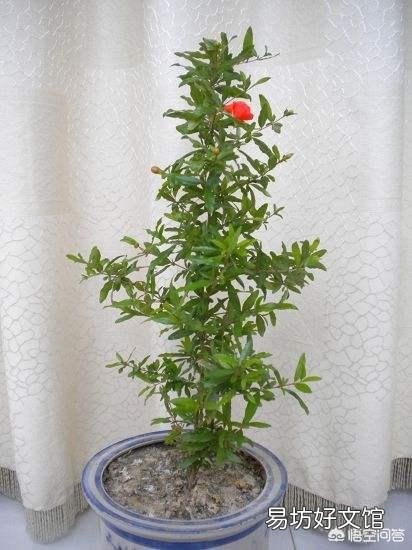 石榴花虽然长出新芽但是新芽的叶末有点黑黑的，这是怎么回事？