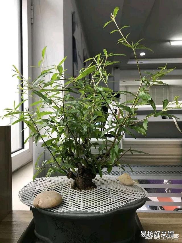 石榴花虽然长出新芽但是新芽的叶末有点黑黑的，这是怎么回事？