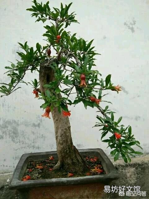 石榴花虽然长出新芽但是新芽的叶末有点黑黑的，这是怎么回事？