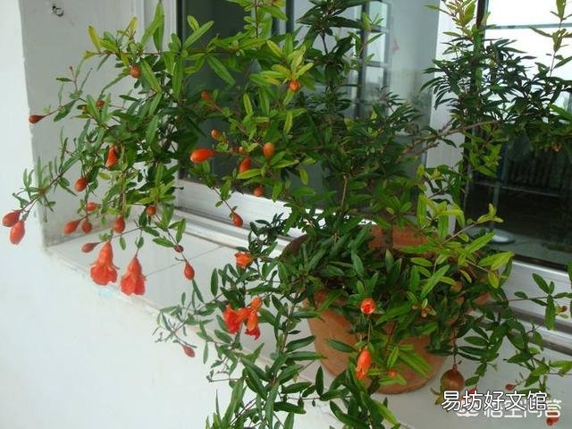 石榴花虽然长出新芽但是新芽的叶末有点黑黑的，这是怎么回事？