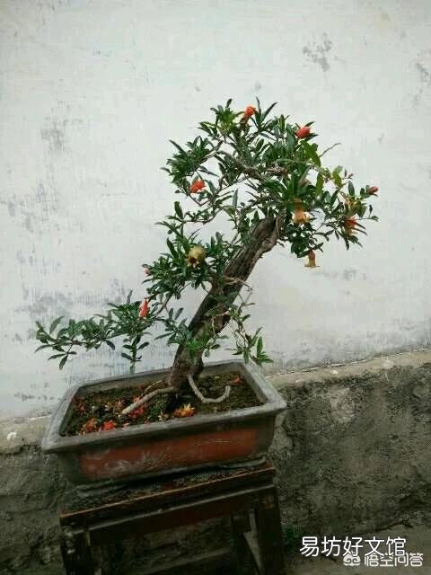 石榴花虽然长出新芽但是新芽的叶末有点黑黑的，这是怎么回事？