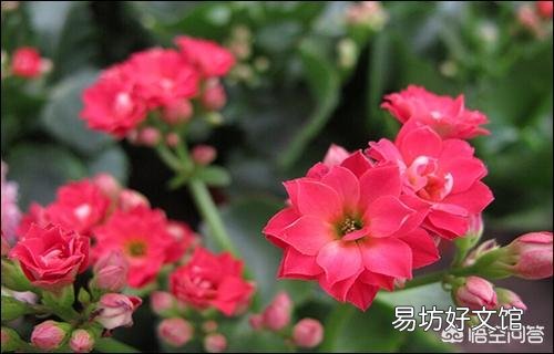 长寿花长了绿色的肉虫,吃叶子特别快,怎么治?