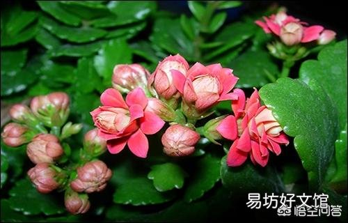长寿花长了绿色的肉虫,吃叶子特别快,怎么治?