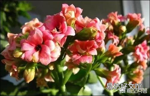 长寿花长了绿色的肉虫,吃叶子特别快,怎么治?