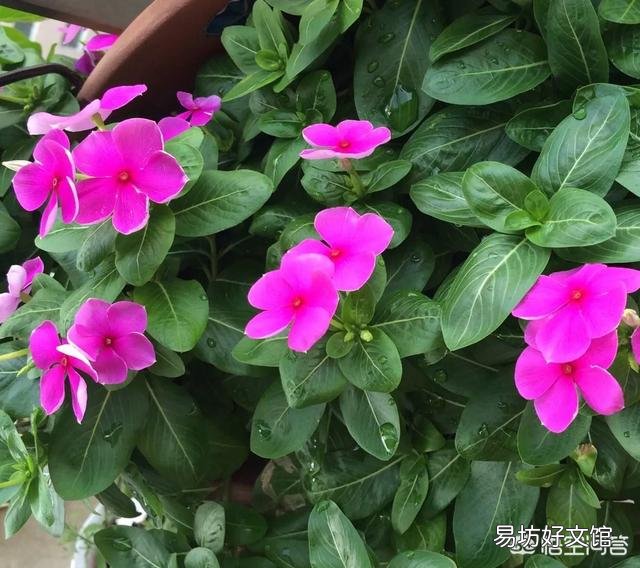 四季梅该如何修剪？