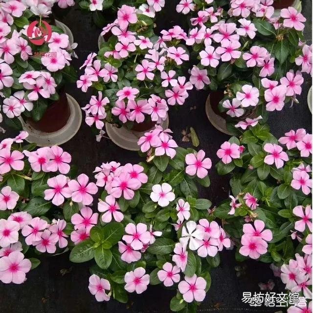 四季梅该如何修剪？
