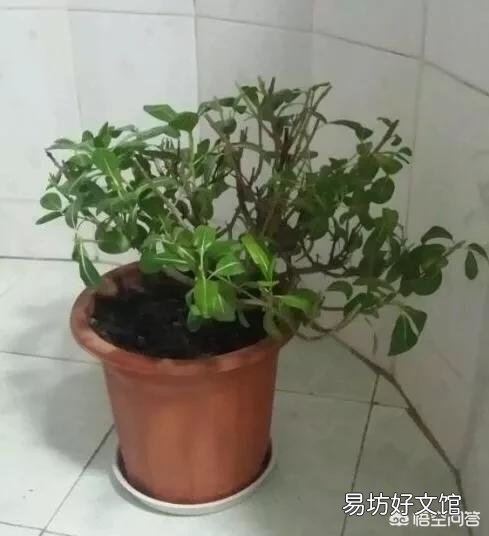 四季梅该如何修剪？