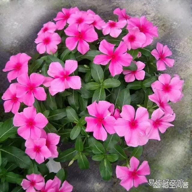 四季梅该如何修剪？