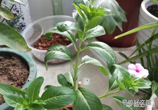 四季梅该如何修剪？
