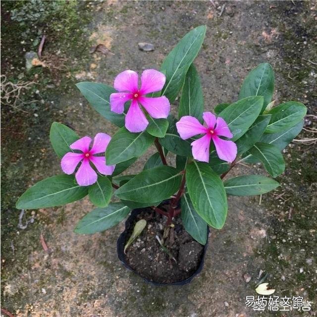 四季梅该如何修剪？