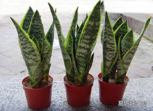 养虎皮兰应该多长时间浇一次水？一次浇多少水？