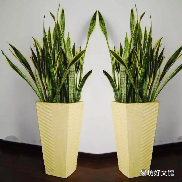 养虎皮兰应该多长时间浇一次水？一次浇多少水？