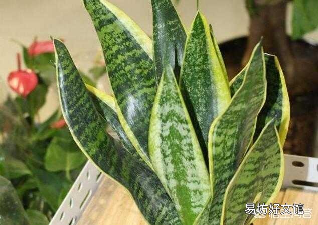 养虎皮兰应该多长时间浇一次水？一次浇多少水？