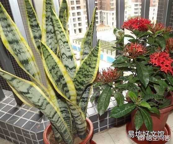 养虎皮兰应该多长时间浇一次水？一次浇多少水？
