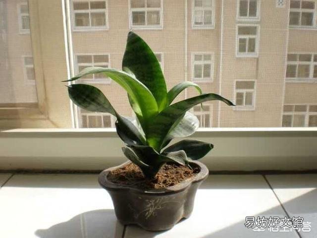 养虎皮兰应该多长时间浇一次水？一次浇多少水？