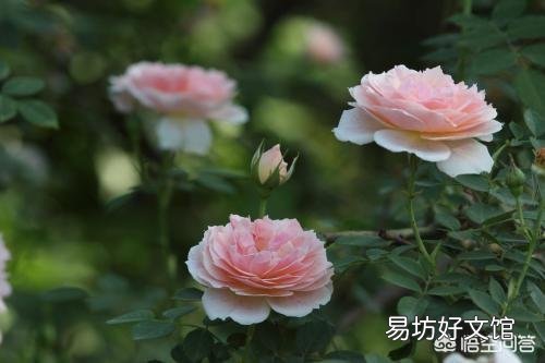 月季在夏季开花了，这样好不好呢？有何依据？