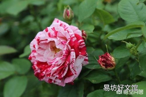 月季在夏季开花了，这样好不好呢？有何依据？