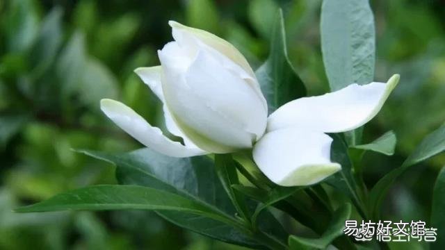 栀子花叶子全部干掉了还能活吗？应该怎么补救？