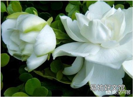 栀子花叶子全部干掉了还能活吗？应该怎么补救？