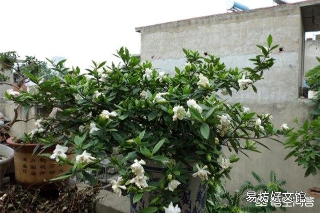 栀子花叶子全部干掉了还能活吗？应该怎么补救？