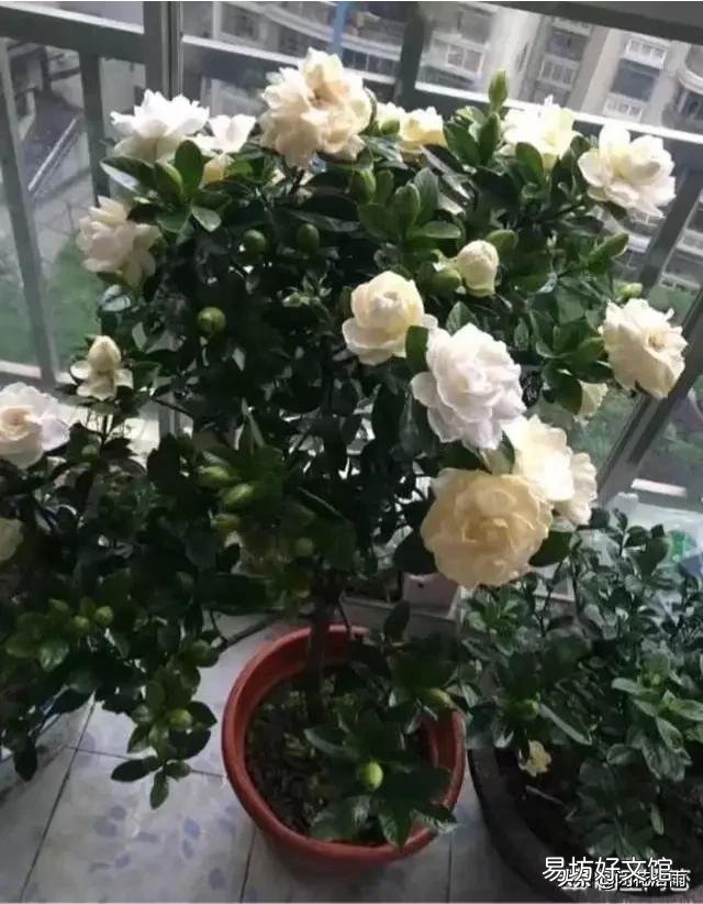 栀子花叶子全部干掉了还能活吗？应该怎么补救？